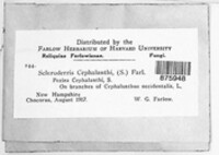 Godronia cephalanthi image